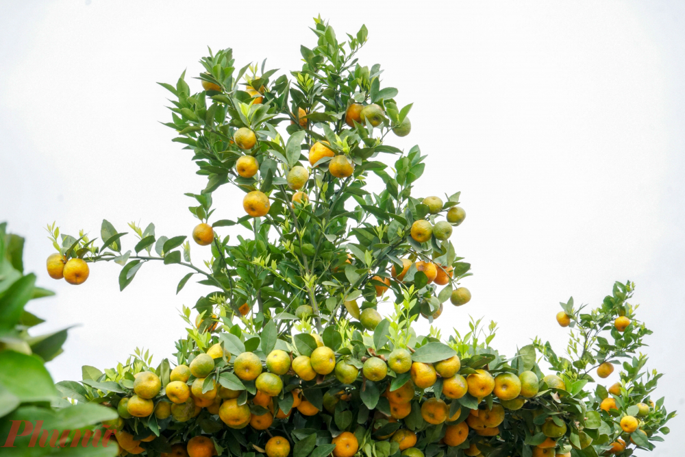 Nghìn USD một cặp quýt lục bình khủng chơi Tết-6