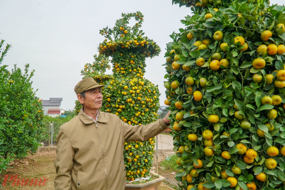 Nghìn USD một cặp quýt lục bình khủng chơi Tết-8