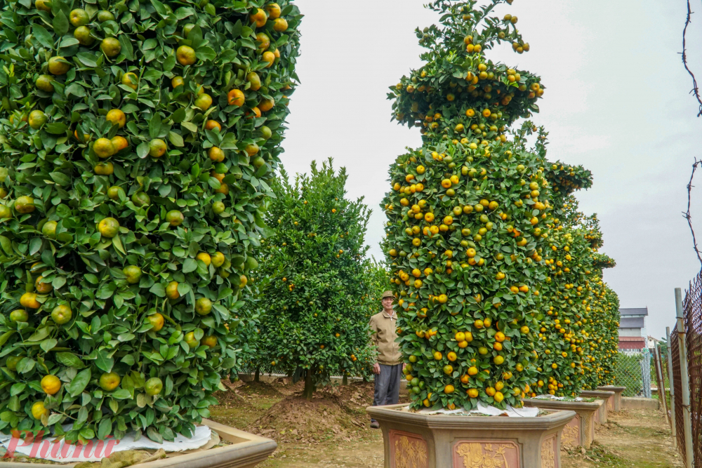 Nghìn USD một cặp quýt lục bình khủng chơi Tết-9