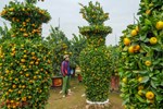 Vườn quýt lục bình siêu to khổng lồ” của nghệ nhân ở Hưng Yên: Tôi mua 400 cây nhưng chỉ chọn được 30 cây-15