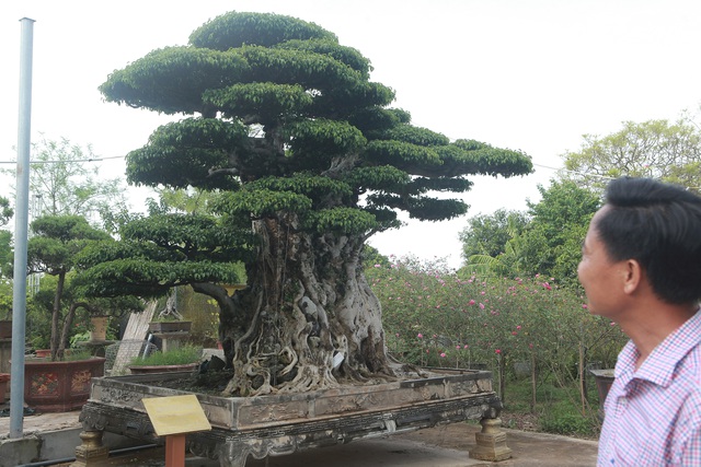 Những vụ mua bán lạ nhất Việt Nam 2020: Ngã ngửa với ngọn cây được bán với giá 28 tỷ đồng, bịch bánh tráng trộn 23 triệu-2