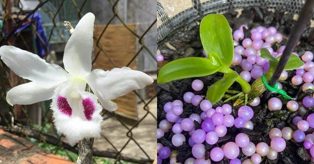 Lan đột biến Vĩnh Khang rao giá 50 tỷ trên Facebook và màn so găng lan var từ Bắc chí Nam-2