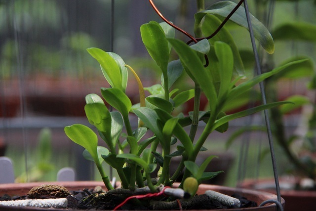 Lan đột biến Vĩnh Khang rao giá 50 tỷ trên Facebook và màn so găng lan var từ Bắc chí Nam-4