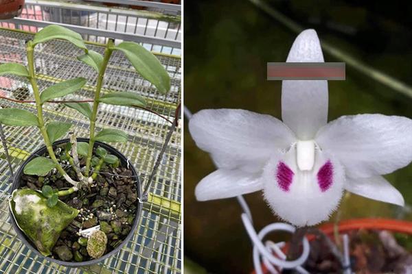 Xôn xao vụ chuyển nhượng lan đột biến Phi điệp Hồng Hạ Vân trị giá 5,5 tỷ đồng-4