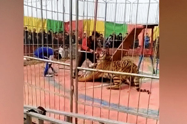 Clip: Thót tim cảnh hổ xổng chuồng đi lang thang trên lề đường-1