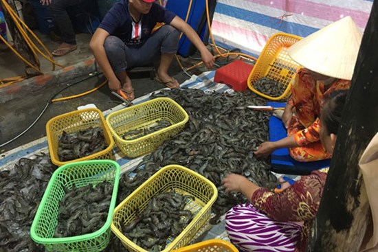 Phát hiện cơ sở bơm tạp chất vào tôm nguyên liệu tại Kiên Giang