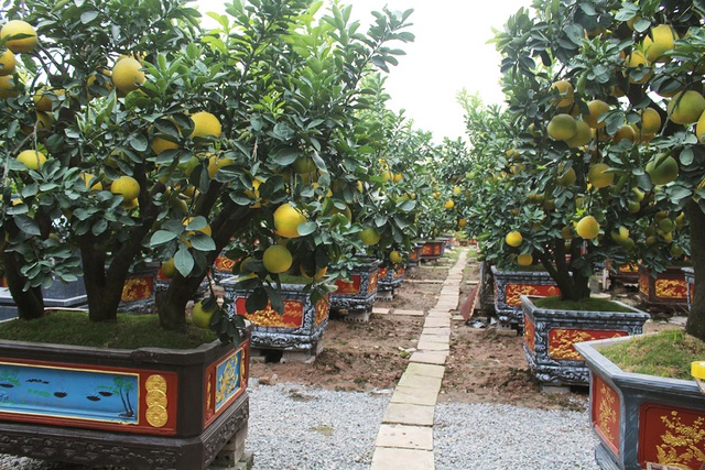 Bưởi cảnh, đào Tết nô nức xuống phố, nhà vườn lo sớm cháy hàng-1