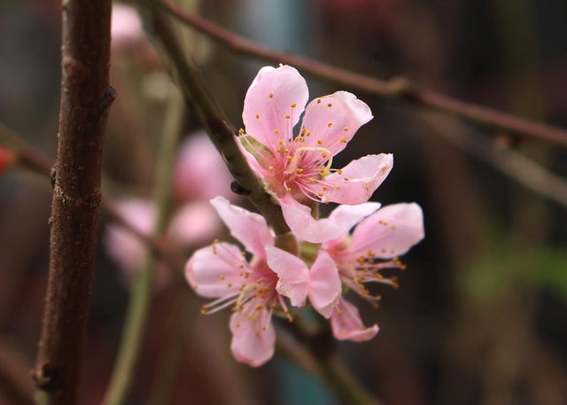 Bưởi cảnh, đào Tết nô nức xuống phố, nhà vườn lo sớm cháy hàng-3