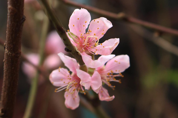 Dân buôn tiết lộ mùa Tết bán 800 cành đào rừng-6