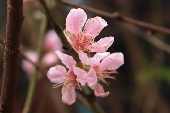 Bưởi cảnh, đào Tết 