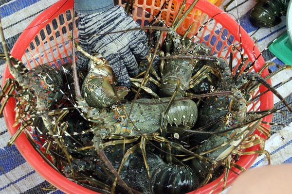 2020: Năm hải sản nhà giàu bán đầy chợ với giá rẻ, hàng loạt hình thức bán hàng mới mẻ ra đời được người tiêu dùng ưa chuộng-8