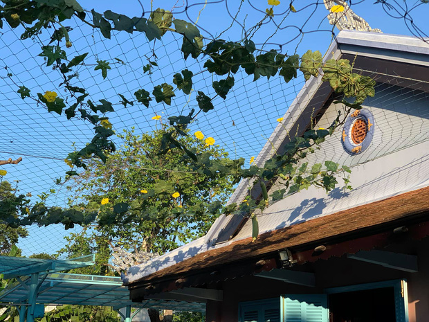 Rời New York, cặp vợ chồng về Huế cải tạo ngôi nhà cổ 100 tuổi, tận hưởng cuộc sống tự cung tự cấp như người xưa-5