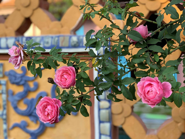 Rời New York, cặp vợ chồng về Huế cải tạo ngôi nhà cổ 100 tuổi, tận hưởng cuộc sống tự cung tự cấp như người xưa-13