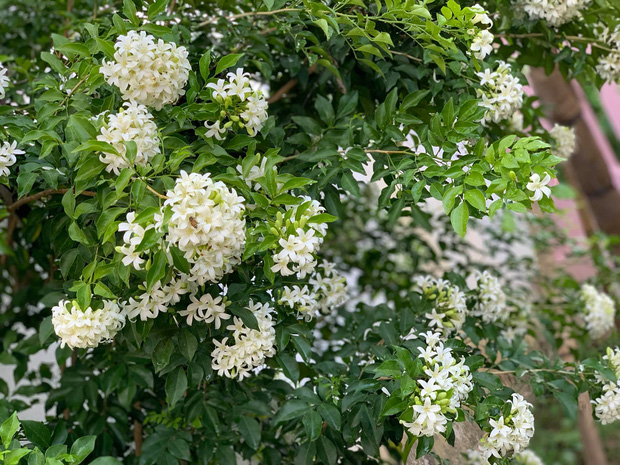 Rời New York, cặp vợ chồng về Huế cải tạo ngôi nhà cổ 100 tuổi, tận hưởng cuộc sống tự cung tự cấp như người xưa-14