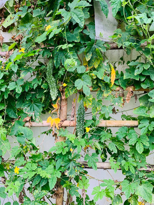 Rời New York, cặp vợ chồng về Huế cải tạo ngôi nhà cổ 100 tuổi, tận hưởng cuộc sống tự cung tự cấp như người xưa-18