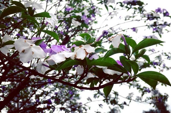 Cây nhài cổ thụ hoa biến đổi màu, đại gia xếp hàng rước về chơi Tết-4