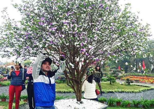 Cây nhài cổ thụ hoa biến đổi màu, đại gia xếp hàng rước về chơi Tết-6