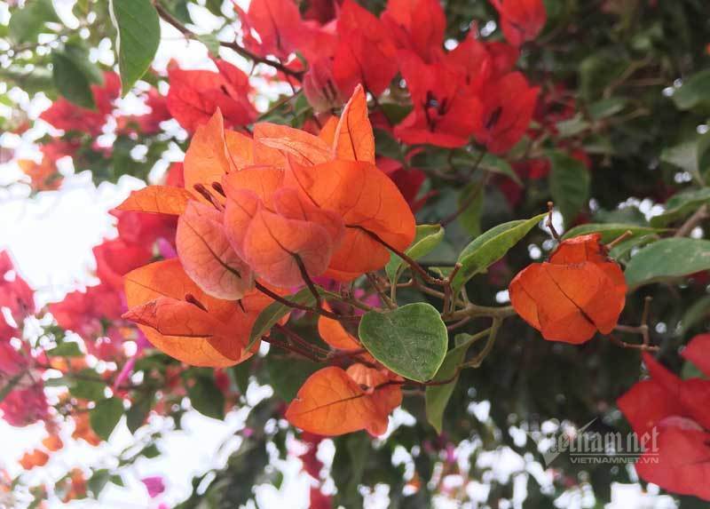 Trả 400 triệu, đại gia không mua nổi cây hoa giấy ngũ sắc 100 tuổi chơi Tết-2