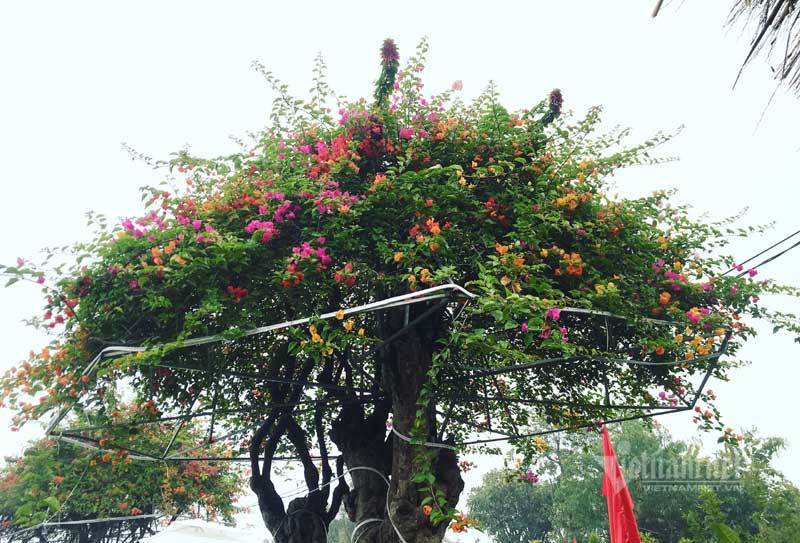 Trả 400 triệu, đại gia không mua nổi cây hoa giấy ngũ sắc 100 tuổi chơi Tết-4