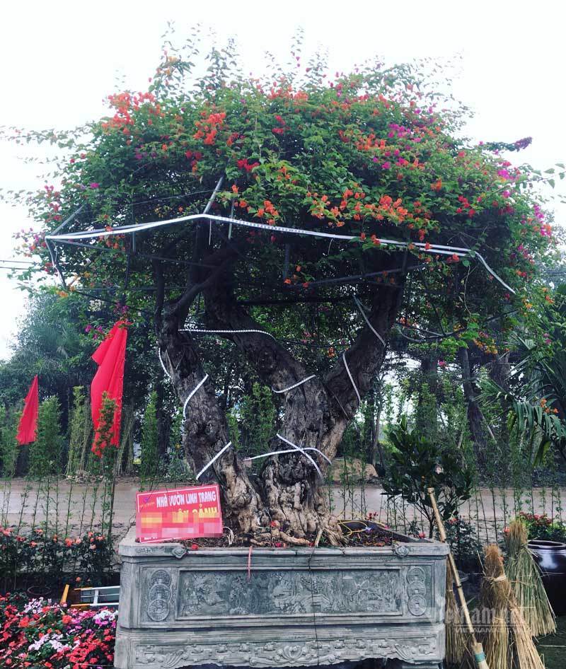 Trả 400 triệu, đại gia không mua nổi cây hoa giấy ngũ sắc 100 tuổi chơi Tết-5