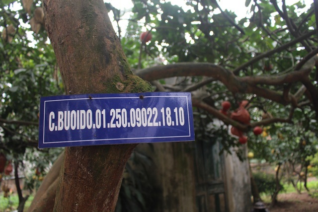 Cụ bưởi đỏ 60 tuổi ở Hà Nội được đeo mã số, mỗi năm ra 400 quả trĩu trịt-1