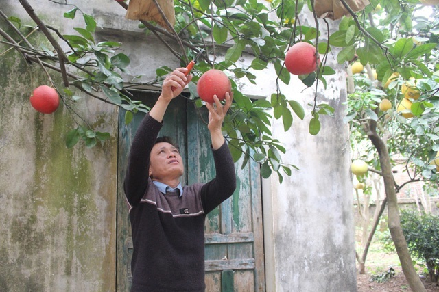 Cụ bưởi đỏ 60 tuổi ở Hà Nội được đeo mã số, mỗi năm ra 400 quả trĩu trịt-4