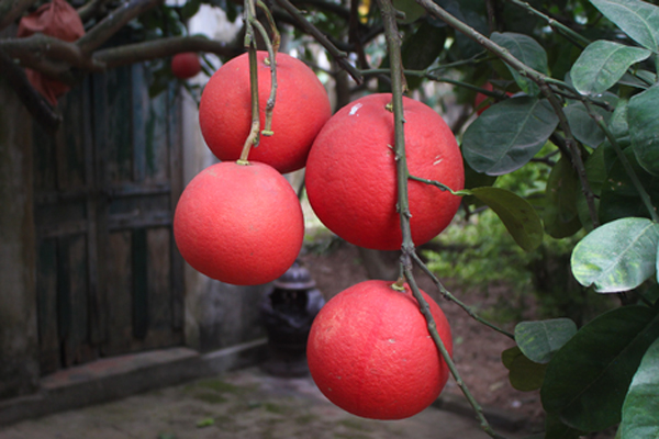 Anh nông dân thu 5 tỷ đồng mỗi năm nhờ 3.000 gốc bưởi Diễn-7