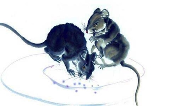 Tuổi Tý tài lộc hanh thông, hứa hẹn một năm 2021 thịnh vượng và thăng hoa rực rỡ-1