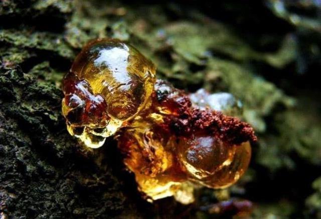 Cây chảy nước mũi, hứng đem bán được hàng trăm nghìn/kg-1