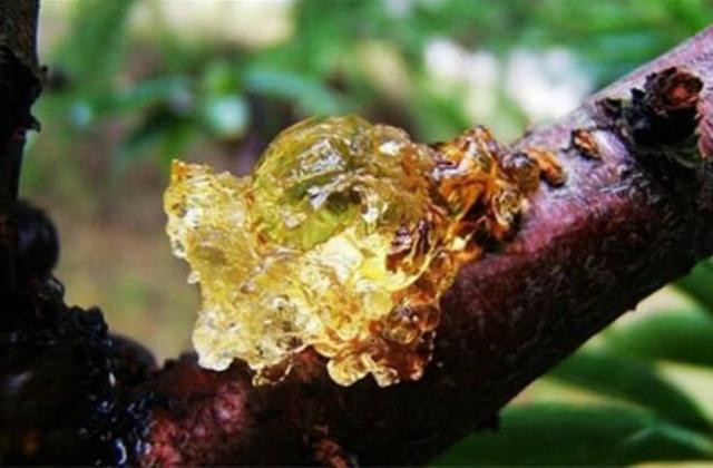 Cây chảy nước mũi, hứng đem bán được hàng trăm nghìn/kg-2