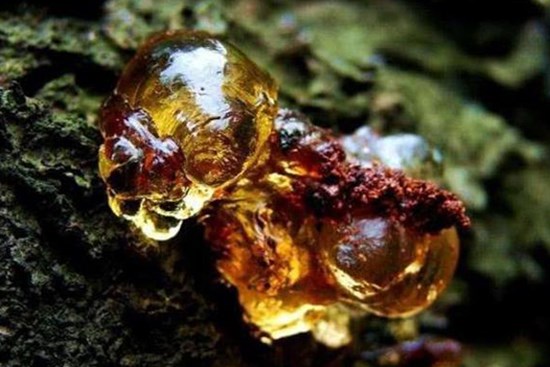 Cây chảy 'nước mũi', hứng đem bán được hàng trăm nghìn/kg