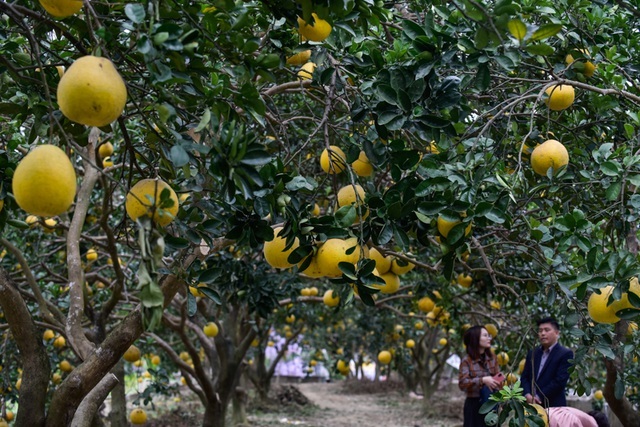 Anh nông dân thu 5 tỷ đồng mỗi năm nhờ 3.000 gốc bưởi Diễn-1