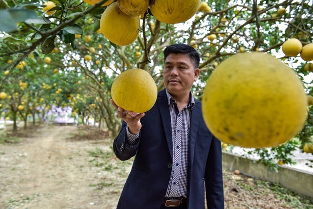 Anh nông dân thu 5 tỷ đồng mỗi năm nhờ 3.000 gốc bưởi Diễn-2