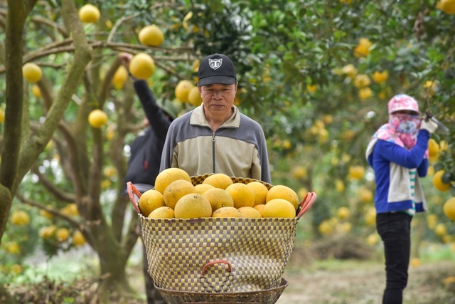 Anh nông dân thu 5 tỷ đồng mỗi năm nhờ 3.000 gốc bưởi Diễn-3