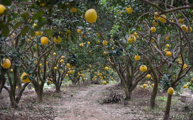 Anh nông dân thu 5 tỷ đồng mỗi năm nhờ 3.000 gốc bưởi Diễn-6