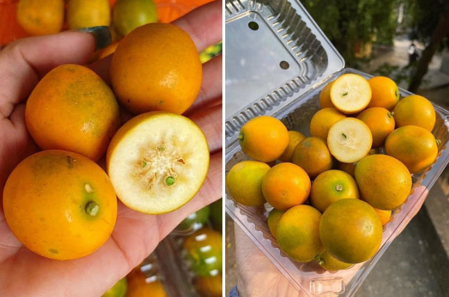 Loại quất lạ không có nước, đặc ruột giòn ngọt tràn về chợ Việt-2