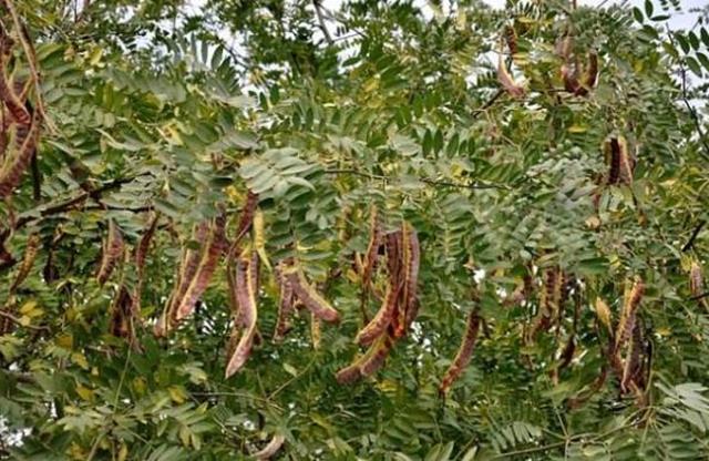 Loại quả ở Việt Nam giá chỉ 200.000 đồng/kg, nước ngoài bán 2 triệu đồng-3