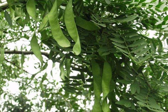 Loại quả ở Việt Nam giá chỉ 200.000 đồng/kg, nước ngoài bán 2 triệu đồng