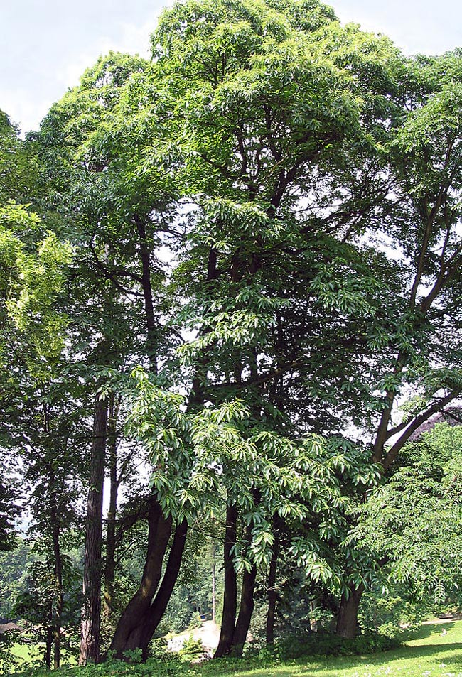 Thứ mọc hoang đến mùa rụng đầy gốc, dân nhặt về bán đắt hàng như tôm tươi-1