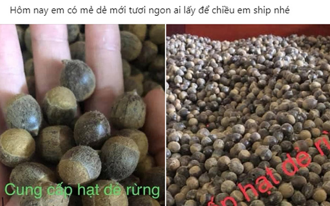 Thứ mọc hoang đến mùa rụng đầy gốc, dân nhặt về bán đắt hàng như tôm tươi-11