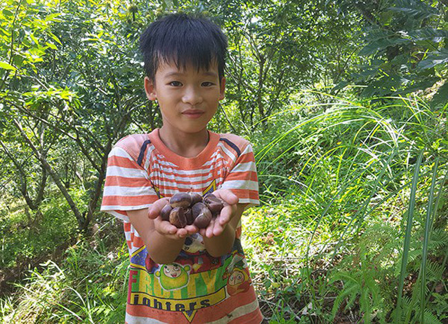 Thứ mọc hoang đến mùa rụng đầy gốc, dân nhặt về bán đắt hàng như tôm tươi-12