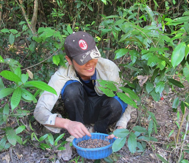 Thứ mọc hoang đến mùa rụng đầy gốc, dân nhặt về bán đắt hàng như tôm tươi-6