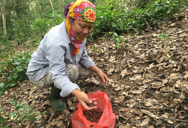 Thứ mọc hoang đến mùa rụng đầy gốc, dân nhặt về bán đắt hàng như tôm tươi-7