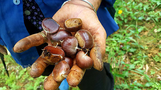 Thứ mọc hoang đến mùa rụng đầy gốc, dân nhặt về bán đắt hàng như tôm tươi-9