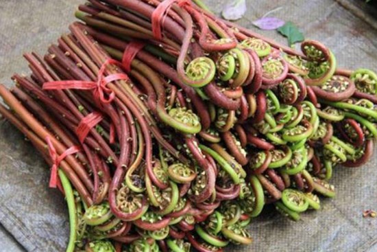 Đây là loại rau chứa chất gây ung thư cực mạnh mà WHO cảnh báo, người Việt nên cẩn trọng kẻo ăn nhầm