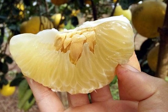 Bưởi Diễn rẻ chưa từng có, giá chỉ 3.000 đồng, ngày bán cả nghìn quả