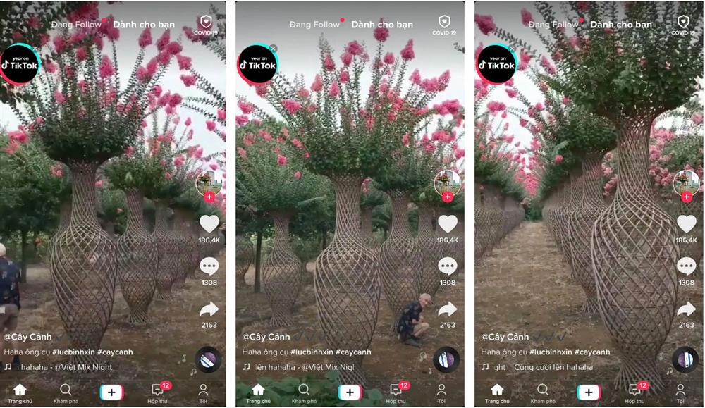 Những bình hoa khổng lồ, rực rỡ được đặt ngoài trời khiến dân mạng trầm trồ không ngớt, nhìn kỹ mới thấy hóa ra là kỹ thuật uốn cây cực siêu đẳng-1