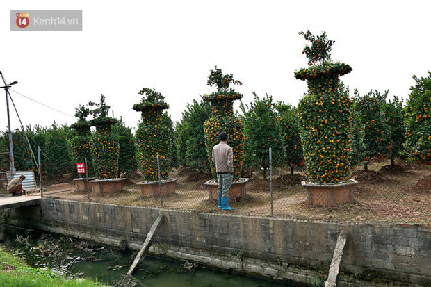Vườn quýt lục bình siêu to khổng lồ” của nghệ nhân ở Hưng Yên: Tôi mua 400 cây nhưng chỉ chọn được 30 cây-1