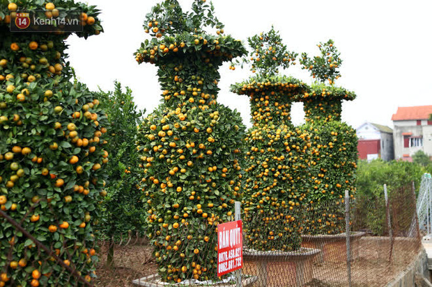 Vườn quýt lục bình siêu to khổng lồ” của nghệ nhân ở Hưng Yên: Tôi mua 400 cây nhưng chỉ chọn được 30 cây-2