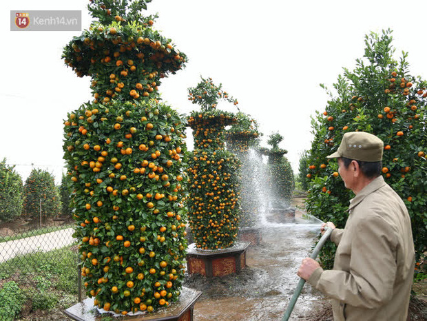 Vườn quýt lục bình siêu to khổng lồ” của nghệ nhân ở Hưng Yên: Tôi mua 400 cây nhưng chỉ chọn được 30 cây-4